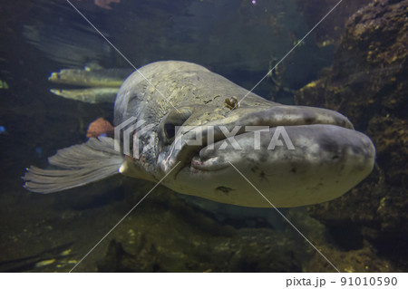 ピラルク ピラルクー 生きた化石 紅い魚 古代魚 水族館の写真素材 [91010590] - PIXTA