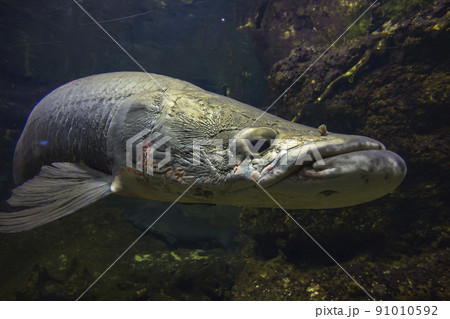 ピラルク ピラルクー 生きた化石 紅い魚 古代魚 水族館の写真素材 [91010592] - PIXTA