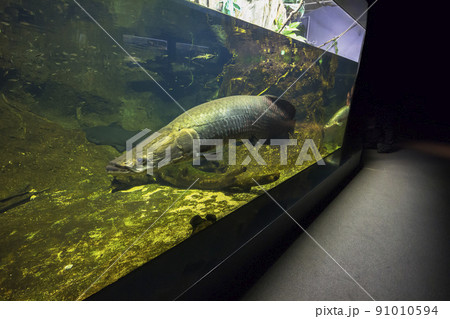 ピラルク ピラルクー 生きた化石 紅い魚 古代魚 水族館の写真素材 [91010594] - PIXTA