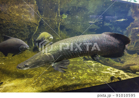 ピラルク　ピラルクー　 生きた化石　紅い魚　古代魚　水族館 91010595