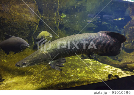 ピラルク ピラルクー 生きた化石 紅い魚 古代魚 水族館の写真素材 [91010596] - PIXTA