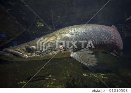ピラルク　ピラルクー　 生きた化石　紅い魚　古代魚　水族館 91010598