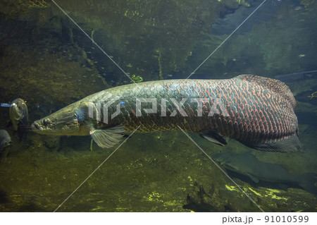 ピラルク ピラルクー 生きた化石 紅い魚 古代魚 水族館の写真素材 [91010599] - PIXTA