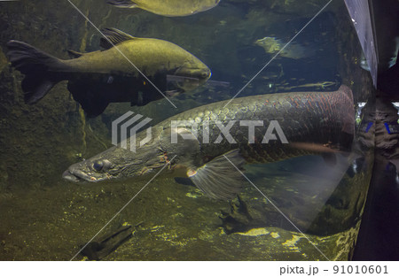 ピラルク ピラルクー 生きた化石 紅い魚 古代魚 水族館 ピラルク ピラルクー 生きた化石 紅い魚 古代魚 水族館 91010601