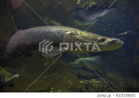 ピラルク ピラルクー 生きた化石 紅い魚 古代魚 水族館 ピラルク ピラルクー 生きた化石 紅い魚 古代魚 水族館 91010605