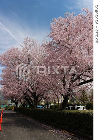 栃木県立宇都宮清陵高等学校 栃木県立宇都宮清陵高等学校 91010901