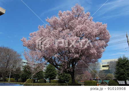 栃木県立宇都宮清陵高等学校 91010908