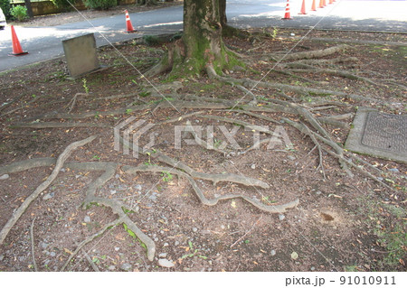 栃木県立宇都宮清陵高等学校 栃木県立宇都宮清陵高等学校 91010911