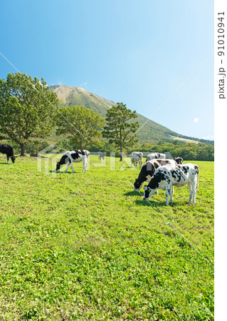 大山 で放牧中の牛たち（大山まきばみるくの里付近） 91010941