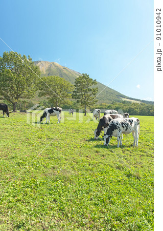 大山 で放牧中の牛たち（大山まきばみるくの里付近） 91010942