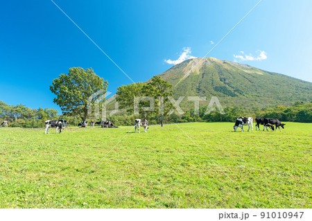 大山 で放牧中の牛たち（大山まきばみるくの里付近） 91010947