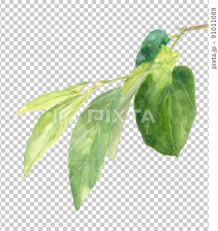 まだ小さい緑色の柿の実 枝と葉付き【手描き水彩】白バック 透過背景 91011089