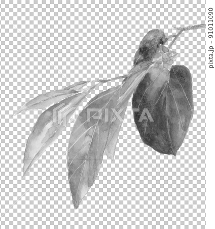 まだ小さい緑色の柿の実 枝と葉付き モノトーン【水墨画風水彩】白バック 透過背景 91011090