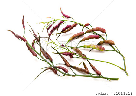 紫大根の実 紫大根の実 91011212