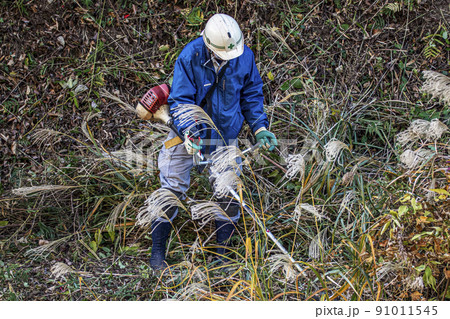 うっそうと生い茂った雑草を電動草刈機で刈り込む植木職人 91011545