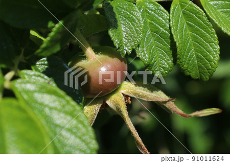 はまなすの実 はまなすの実 91011624