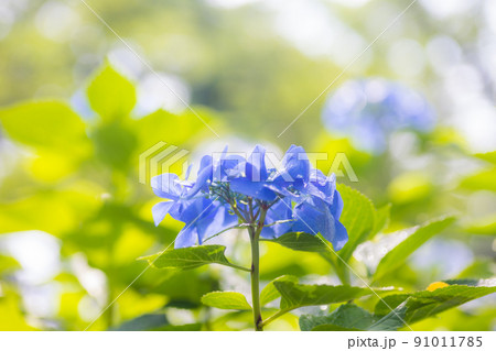 アジサイの花 アジサイの花 91011785