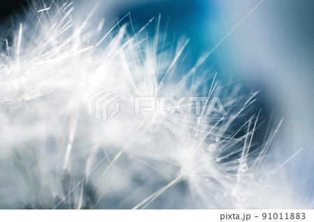 dandelion seeds with drops of water on a blue background close-up dandelion seeds with drops of water on a blue background close-up 91011883