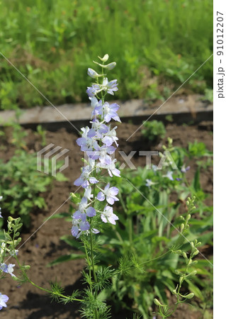 春の日本の公園に咲く薄紫色のチドリソウの花 春の日本の公園に咲く薄紫色のチドリソウの花 91012207