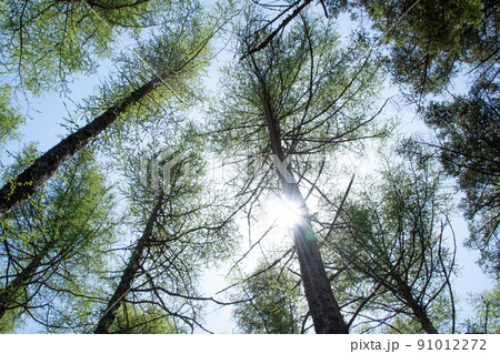 樹々の間から射す太陽の輝き 91012272