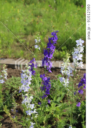 春の日本の公園に咲く紫色と薄紫色のチドリソウの花 春の日本の公園に咲く紫色と薄紫色のチドリソウの花 91012560