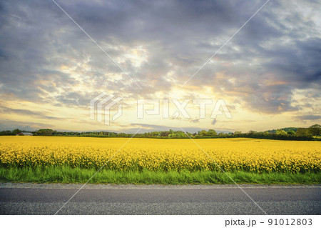Yellow canola field in the sunset 91012803