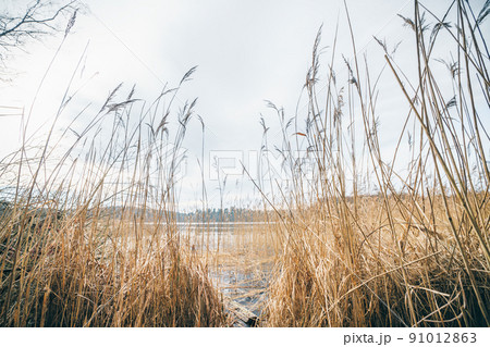 Tall rushes by an idyllic lake in the fall Tall rushes by an idyllic lake in the fall 91012863