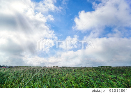 Green rushes with high growth 91012864