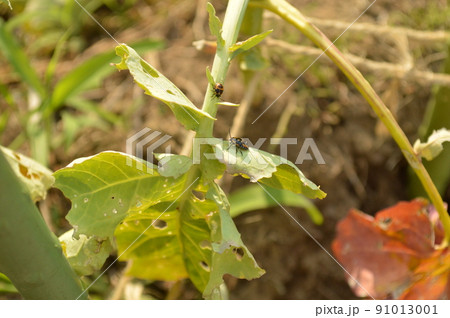 スティックブロッコリーを食害するナガメの幼虫 91013001