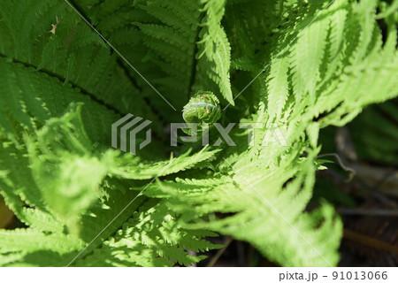 クサソテ(山菜・コゴミ) クサソテ(山菜・コゴミ) 91013066