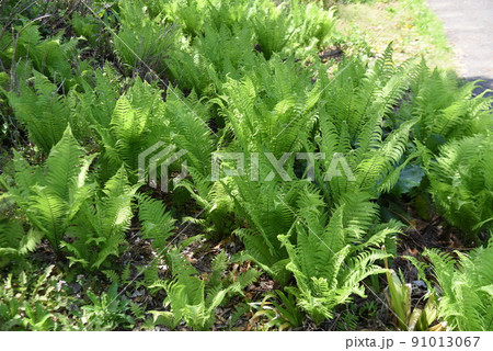 クサソテ(山菜・コゴミ) クサソテ(山菜・コゴミ) 91013067