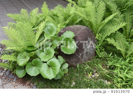 クサソテ（山菜・コゴミ） 91013070