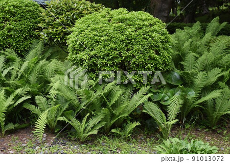 クサソテ(山菜・コゴミ) クサソテ(山菜・コゴミ) 91013072