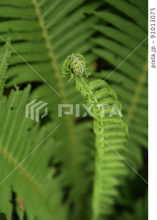 クサソテ（山菜・コゴミ） 91013075