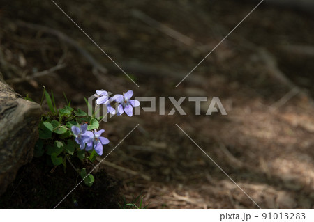 森の中にひっそりと咲く紫色の花 森の中にひっそりと咲く紫色の花 91013283