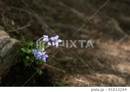 森の中にひっそりと咲く紫色の花 森の中にひっそりと咲く紫色の花 91013284