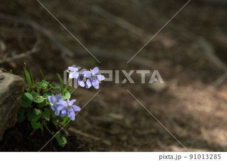 森の中にひっそりと咲く紫色の花 森の中にひっそりと咲く紫色の花 91013285