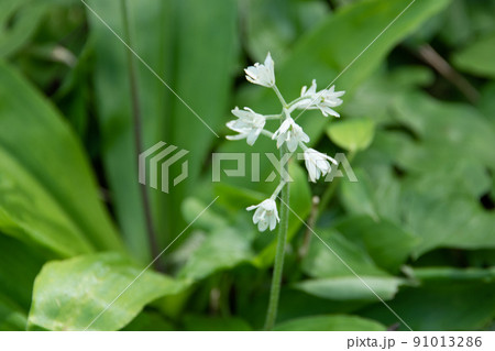 陽に光る草原の白い花 陽に光る草原の白い花 91013286