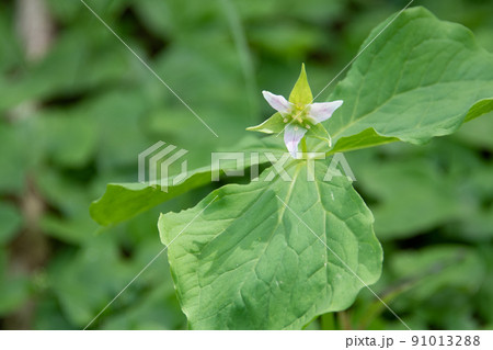 陽に光る草原の白い花 陽に光る草原の白い花 91013288