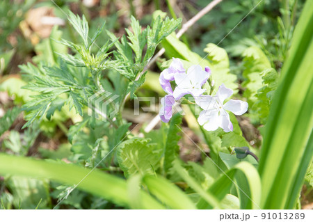 晴れた草原に咲く紫色の花 晴れた草原に咲く紫色の花 91013289