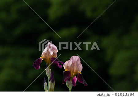 晴れた草原に咲く紫色の花 晴れた草原に咲く紫色の花 91013294