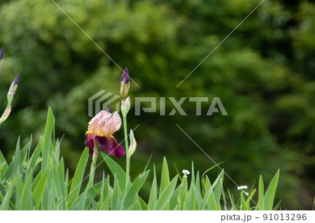 晴れた草原に咲く紫色の花 晴れた草原に咲く紫色の花 91013296