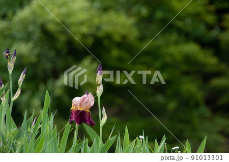 晴れた草原に咲く紫色の花 晴れた草原に咲く紫色の花 91013301