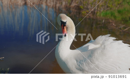 swan on the pond. wild white big swan a on the shore near the river. nature wild birds concept. beautiful white swan lifestyle close-up in nature on the pond swan on the pond. wild white big swan a on the shore near the river. nature wild birds concept. beautiful white swan lifestyle close-up in nature on the pond 91013691