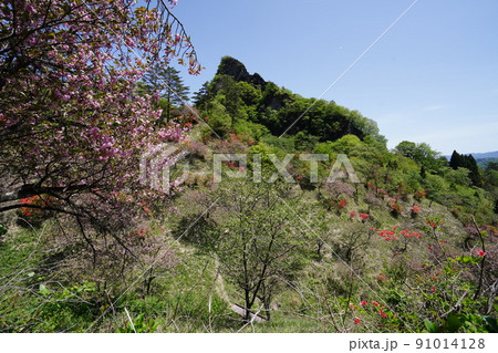 群馬県　妙義山　さくらの里のヤマツツジと八重桜　背景の尖った山は筆頭岩　2022年4月30日 91014128