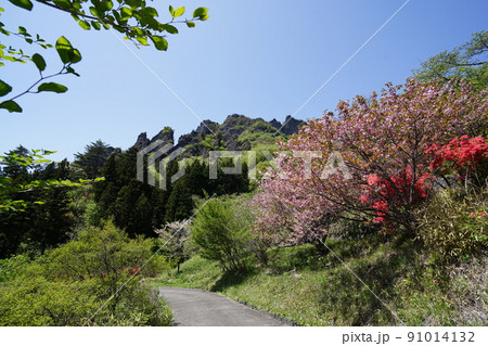 群馬県 妙義山 さくらの里のヤマツツジと八重桜 背景の山は金洞山 2022年4月30日 群馬県 妙義山 さくらの里のヤマツツジと八重桜 背景の山は金洞山 2022年4月30日 91014132