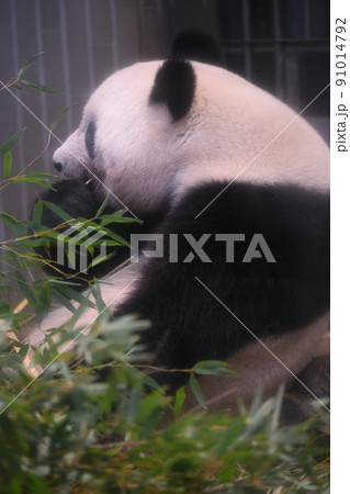 食事中の若い大熊猫 91014792