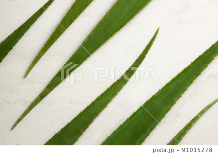 Top view of aloe vera for plants and flower research advertising , photography plants and flower content  91015278