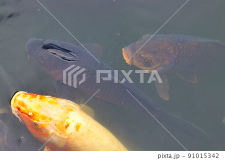 鯉の群れ 91015342
