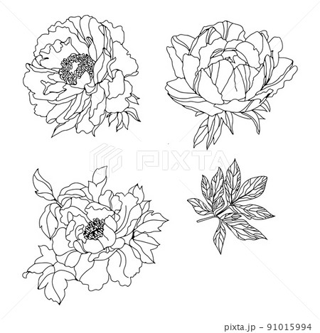 Set monochrome peonies. Vector illustration. Creative realistic drawing peony. Vintage paintings, postcard, background wallpaper. Interior decoration, textile. Set monochrome peonies. Vector illustration. Creative realistic drawing peony. Vintage paintings, postcard, background wallpaper. Interior decoration, textile. 91015994